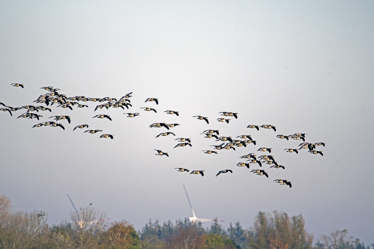 barnacle geese  wild geese  a flight  north sea  goose grid  winter guests