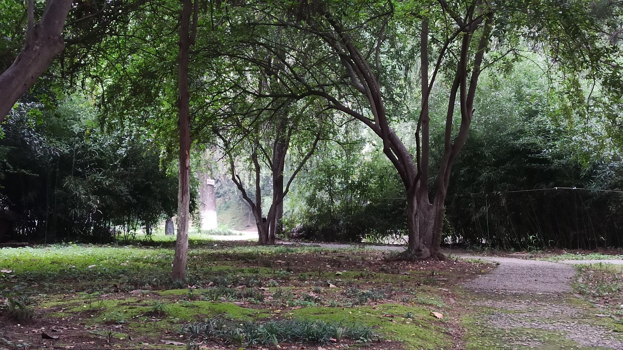 trees  path  woods  forest  grove  trail  park  nature path  nature trail  nature  xi'an  china  shanxi province  landscape