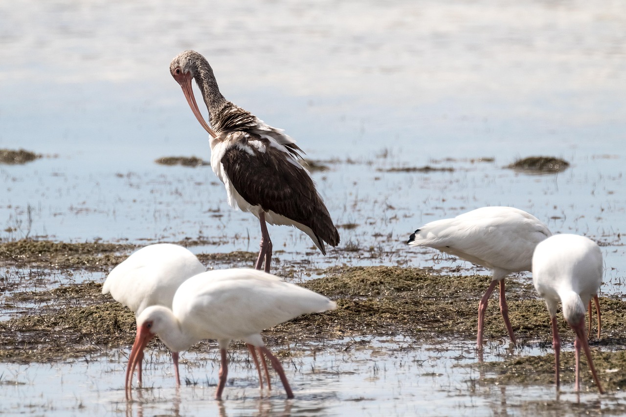 cuba cayo coco coco blanco 4 adults 1 juvenile birding 10-10-18