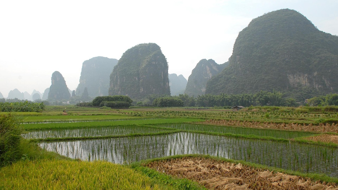 china yangshuo landscape agriculture paddy china china china yangshuo yangshuo yangshuo paddy paddy paddy paddy paddy
