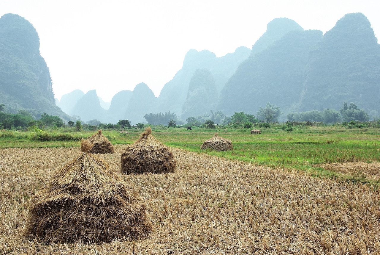 china yangshuo field fields mist cloud grinding wheel rice nature agriculture misty light mountains scenic