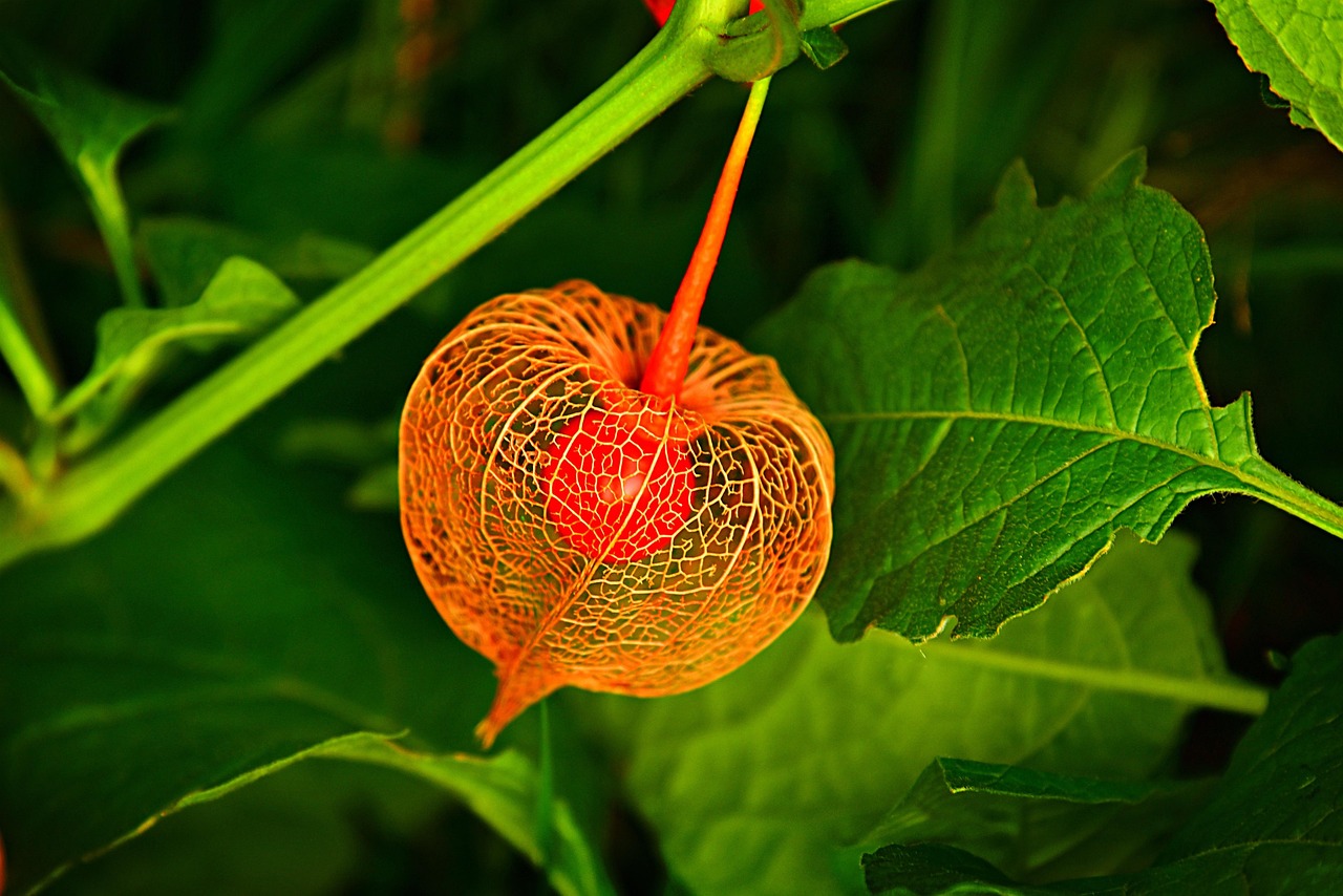 bladder cherry  groundcherry  winter cherry  chinese lantern  nature  plant  husk  physalis alkekengi