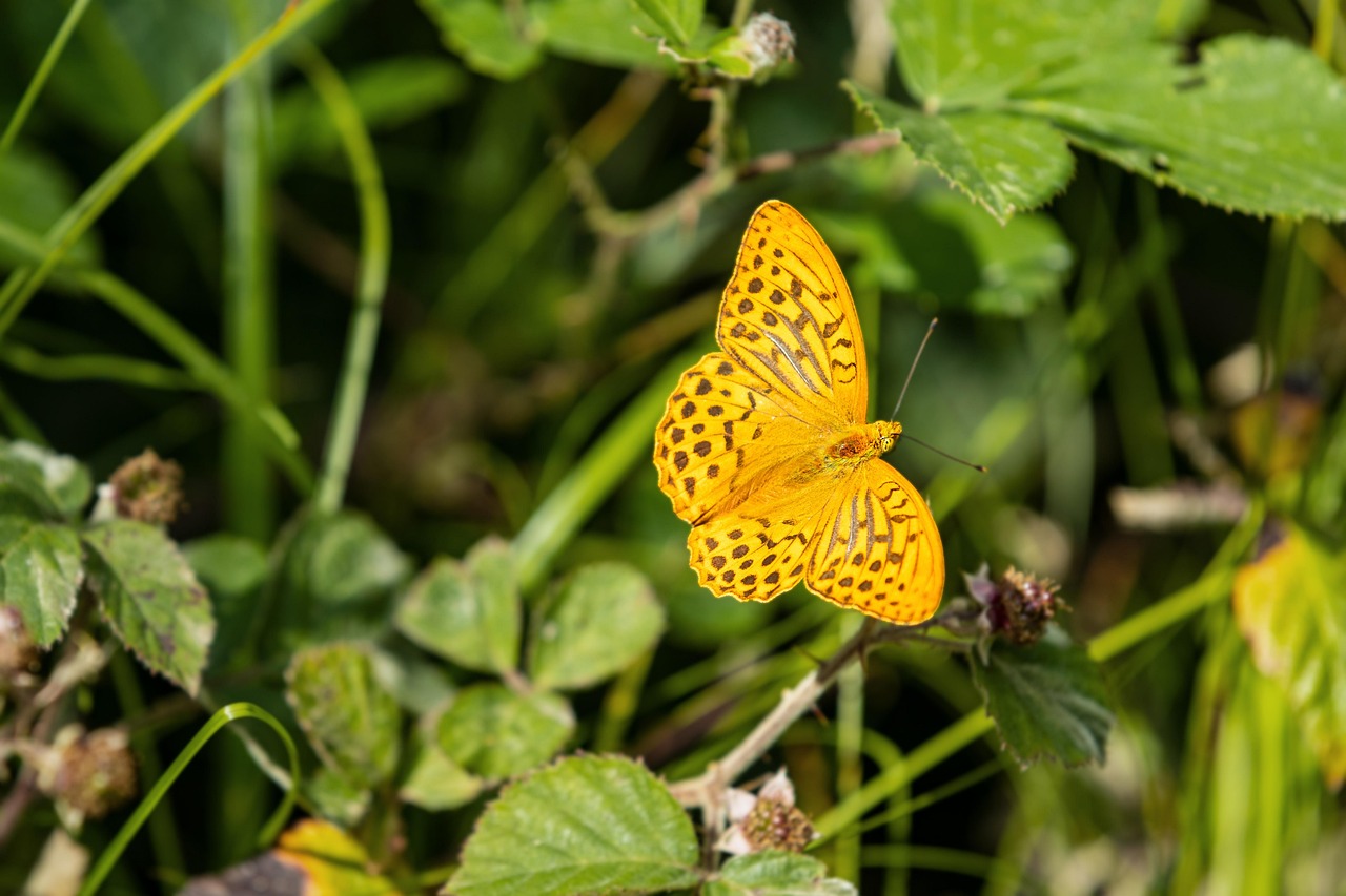 imperial coat  butterfly  insect  nature  edelfalter  summer  argynnis paphia  garden