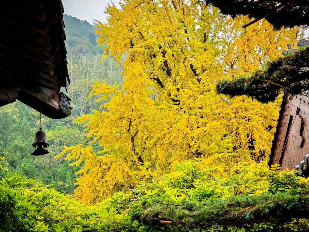 Bright yellow ginkgo tree in lush green forest