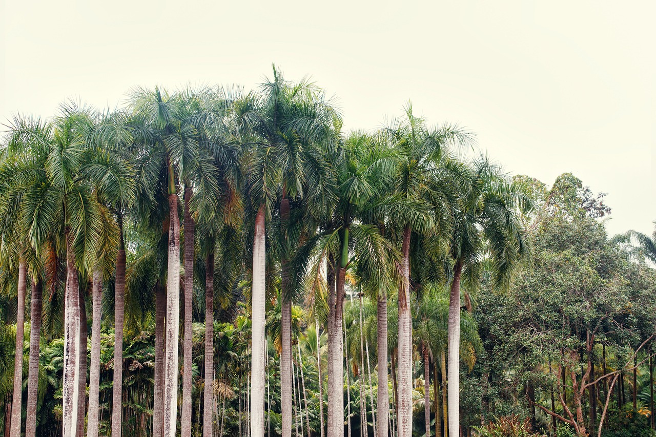 yunnan forest palm tree nature natural tropical