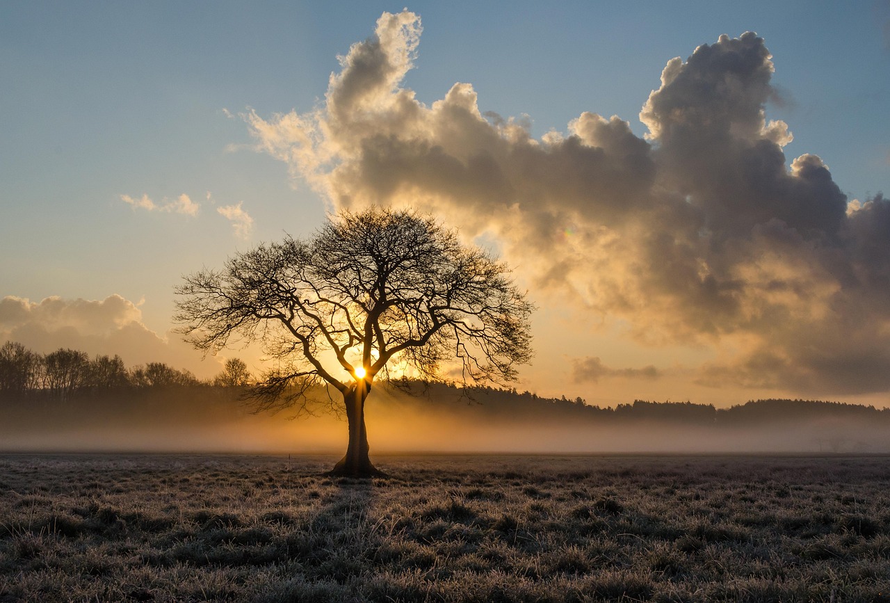 lone tree  tree  oak  clouds  landscape  haze  mist  sunset  autumn  evening  twilight  nature  silhouette  tree silhouette  field  meadow  grasslands  backligh