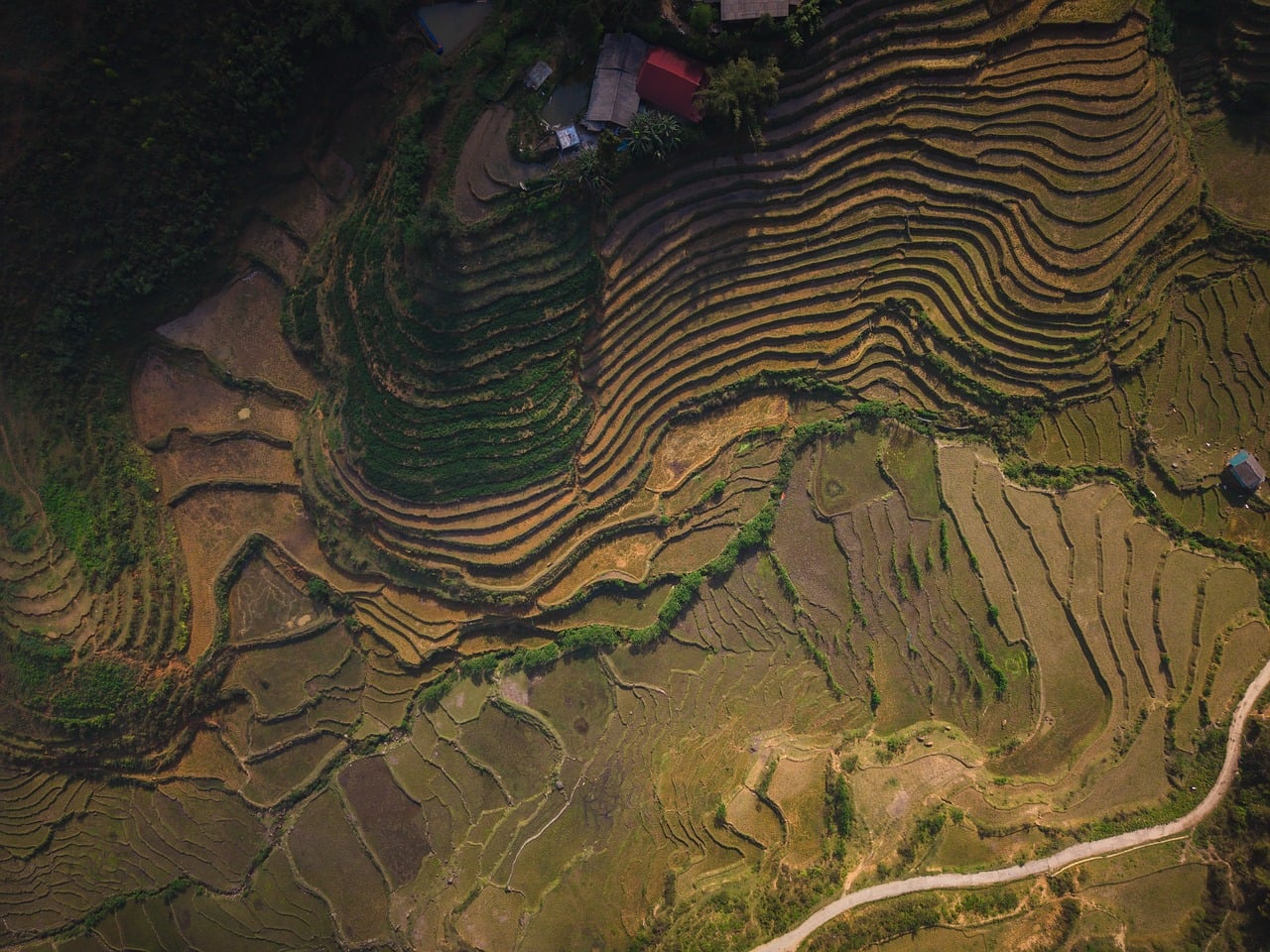terraced rice fields  aerial view  wallpaper 4k  yunnan  windows wallpaper  china  field patterns  hillside farming  laptop wallpaper  golden light  free wallpa