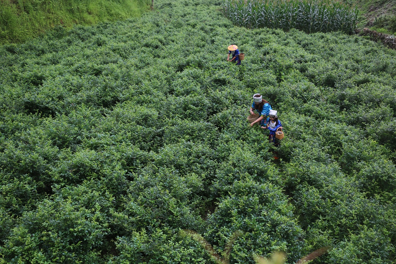 zhangjiajie berries tea plantation picking tea tea spring picking agriculture china