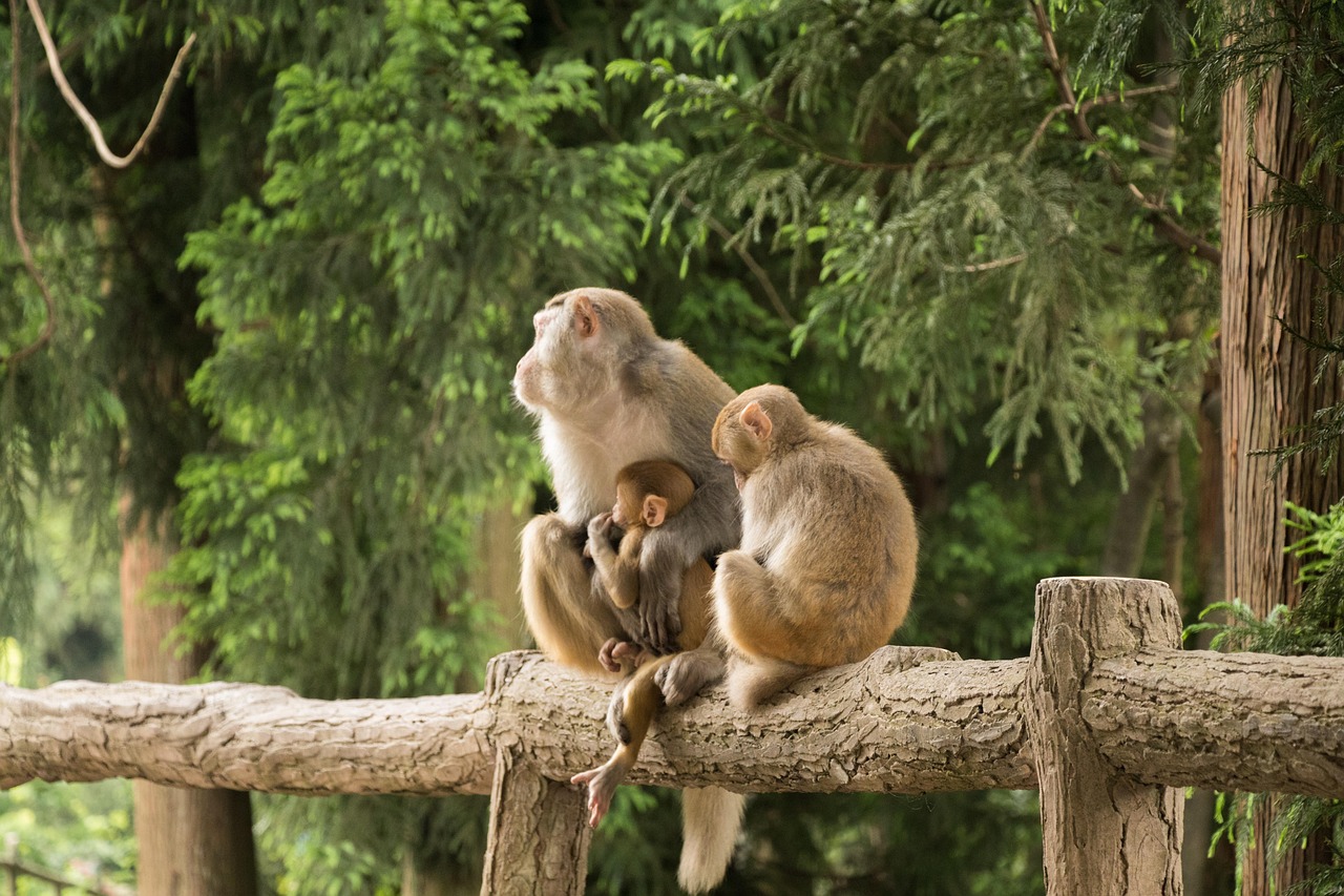 monkeys  family  primates  wilderness  wild animals  mammals  monkey family  animals  animal world  wildlife  wildlife photography  nature  zhangjiajie