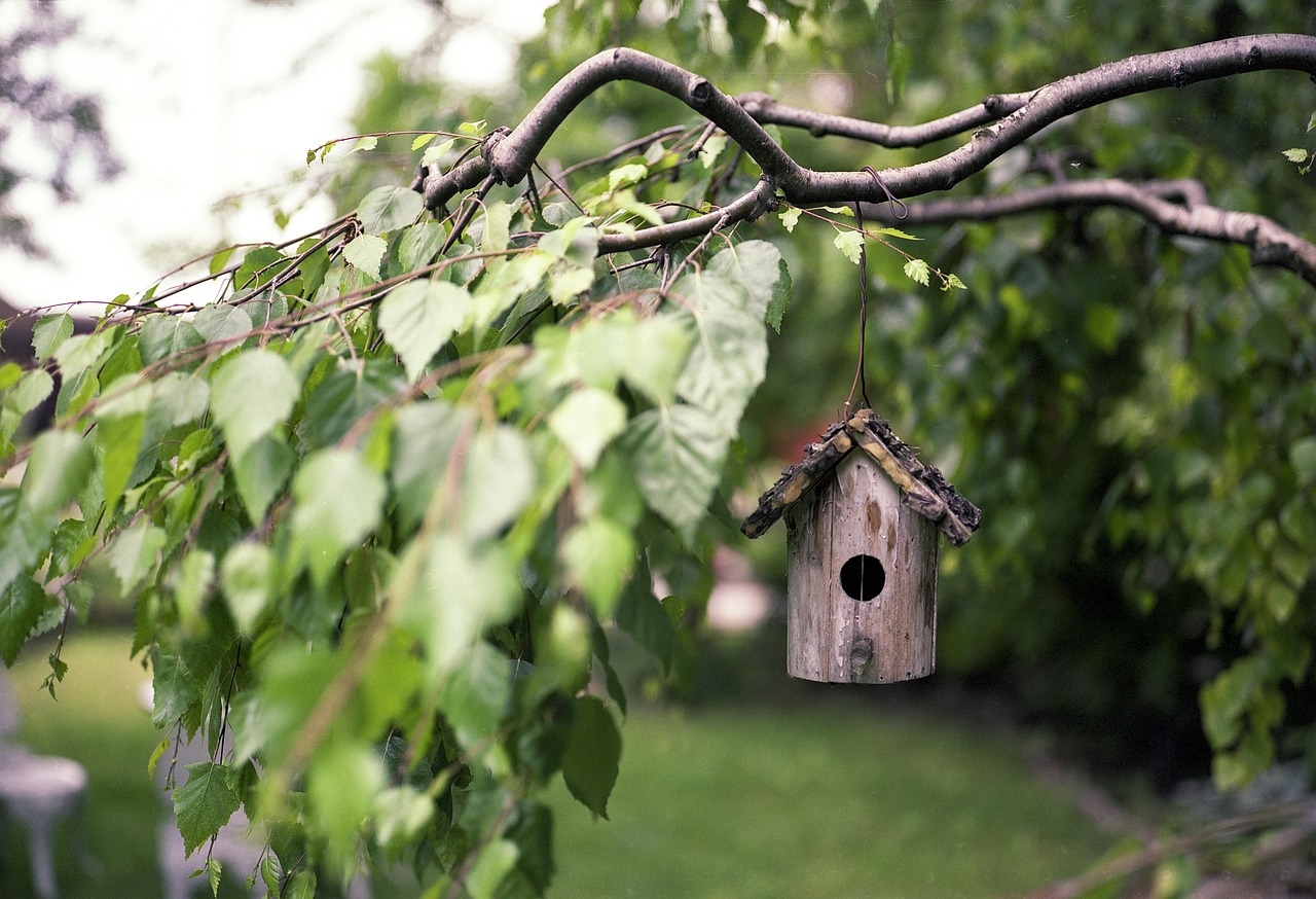 bird feeder  branches  backyard  leaves  foliage  wooden bird feeder  feeder  birdhouse  tree  park  garden  nature  outdoors  closeup