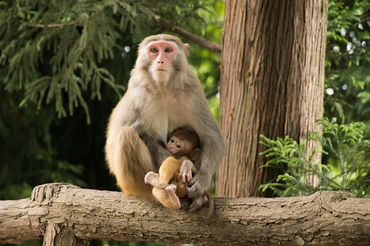monkeys  family  primates  wilderness  wild animals  mammals  monkey family  nature  animals  animal world  wildlife  wildlife photography  zhangjiajie