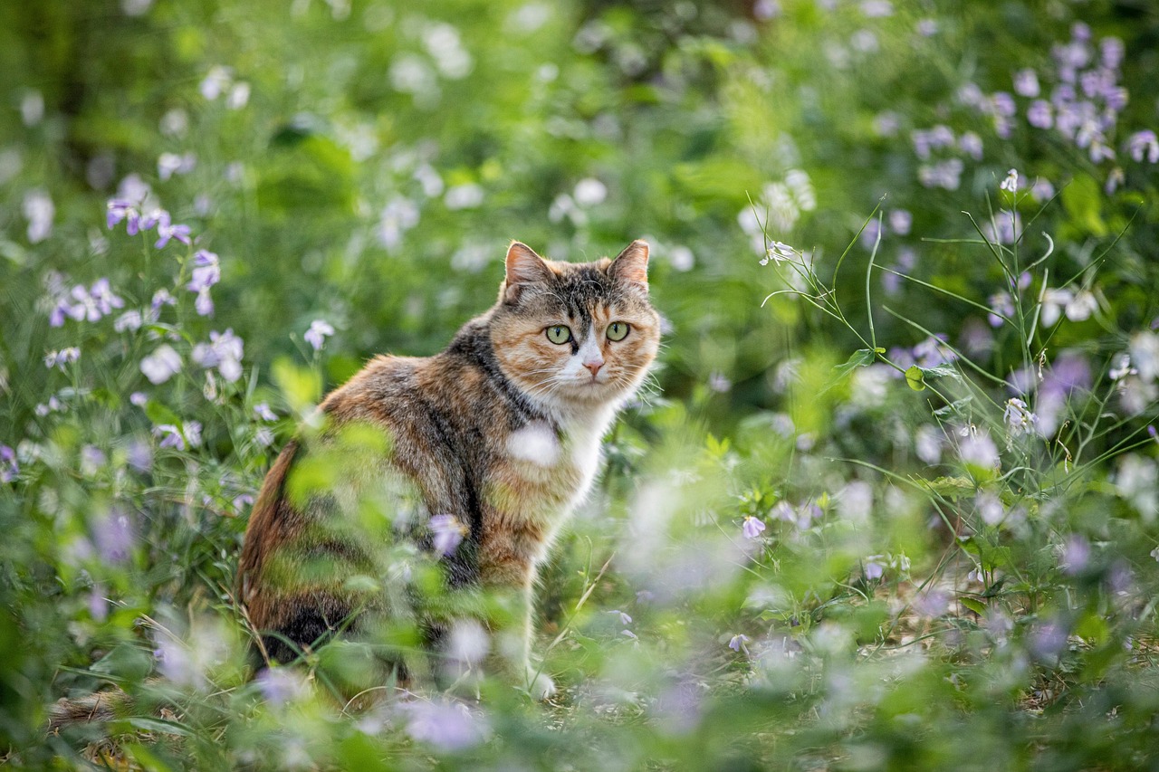 animal cat feline pet mammal fur whiskers stray wild nature outdoors woods forest cat cat cat cat cat China Beijing