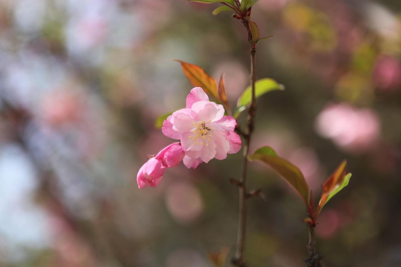 vertical silk begonia beijing the national library april