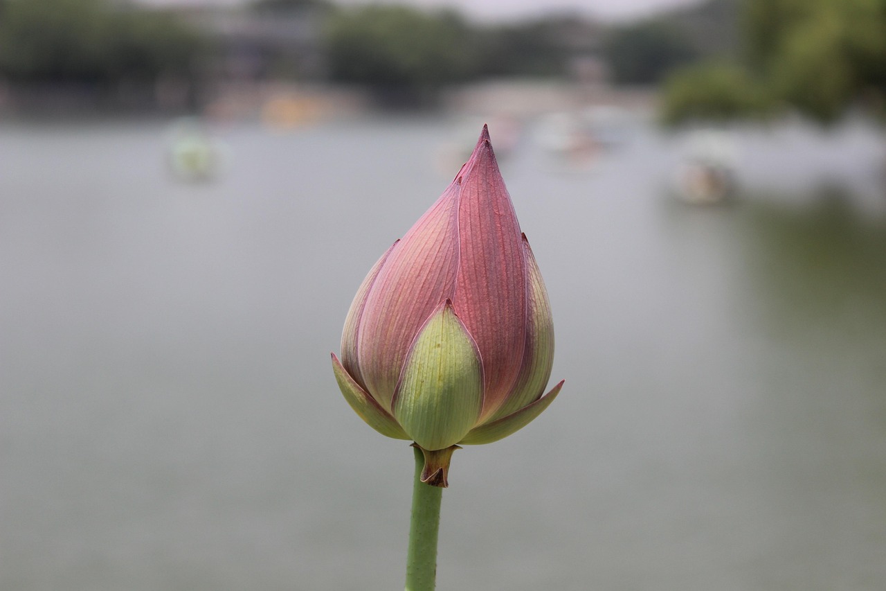 flower flower wallpaper lotus water lily summer flower background beihai park beautiful flowers beijing nature china
