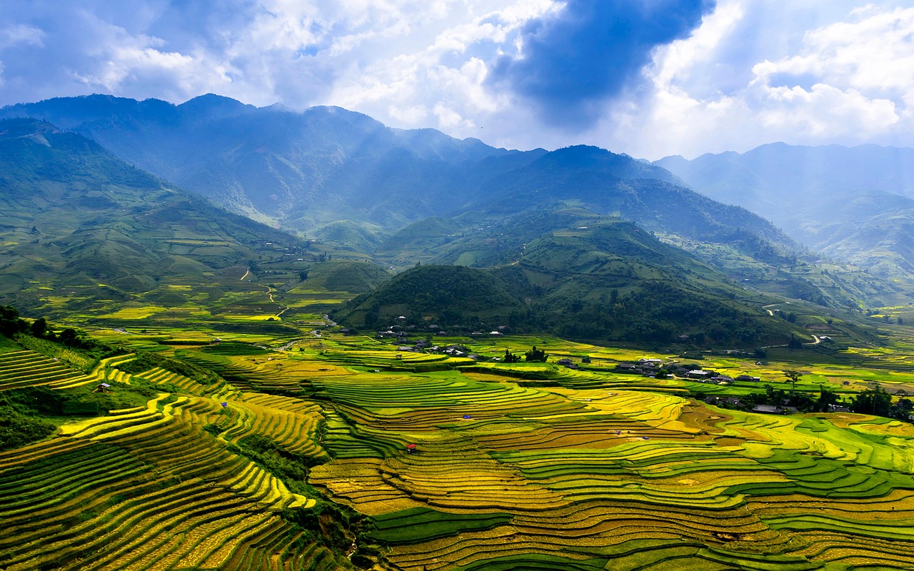 terraces golden rice field mu cang chai district yen bai province vietnam vietnam vietnam vietnam vietnam vietnam