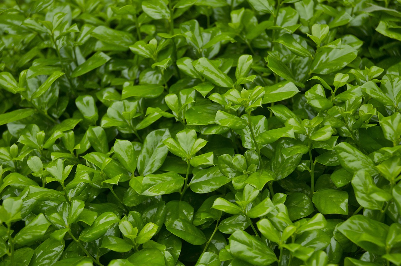 hangzhou spring plant nature green