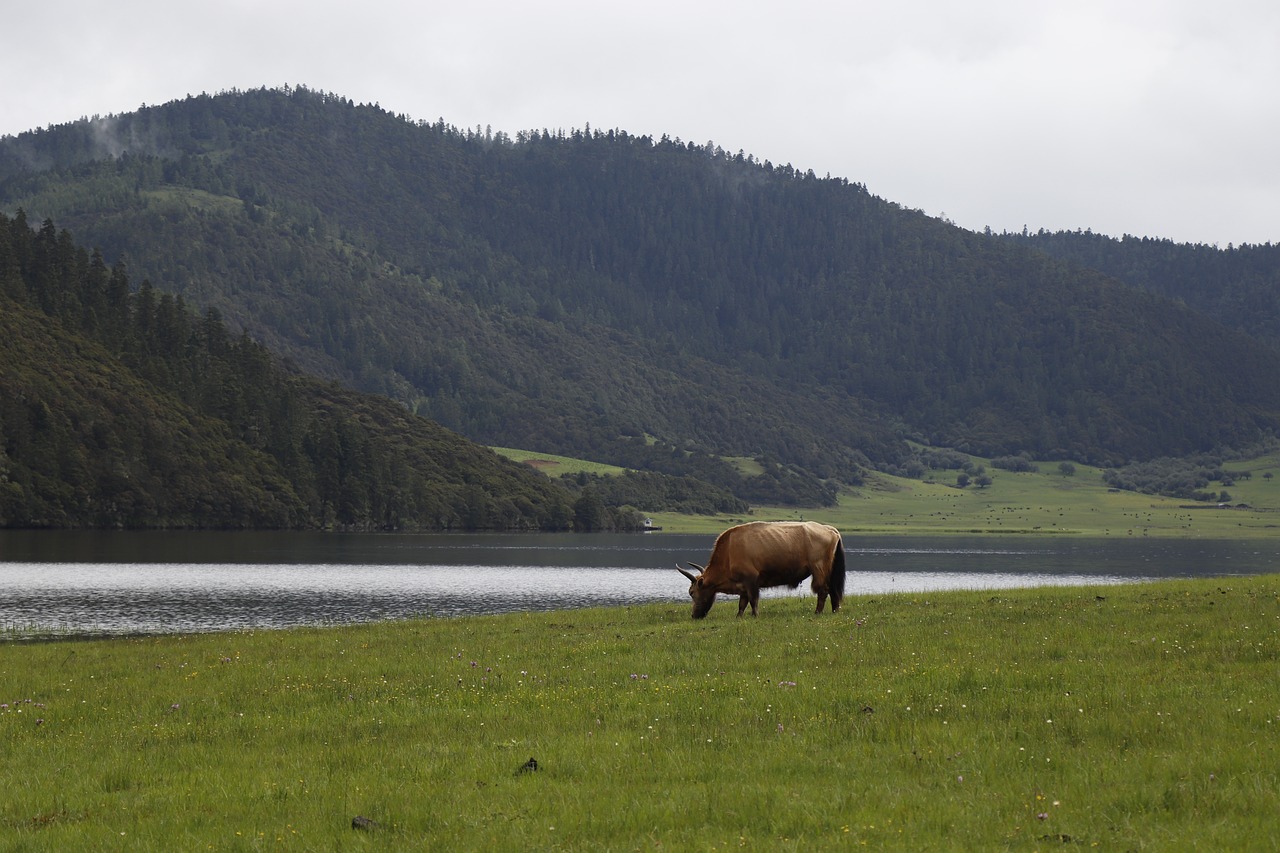 yak domestic yak pasture animal mammal wildlife field grass grassland mountains nature potatso national park pudacuo national park china prc peop
