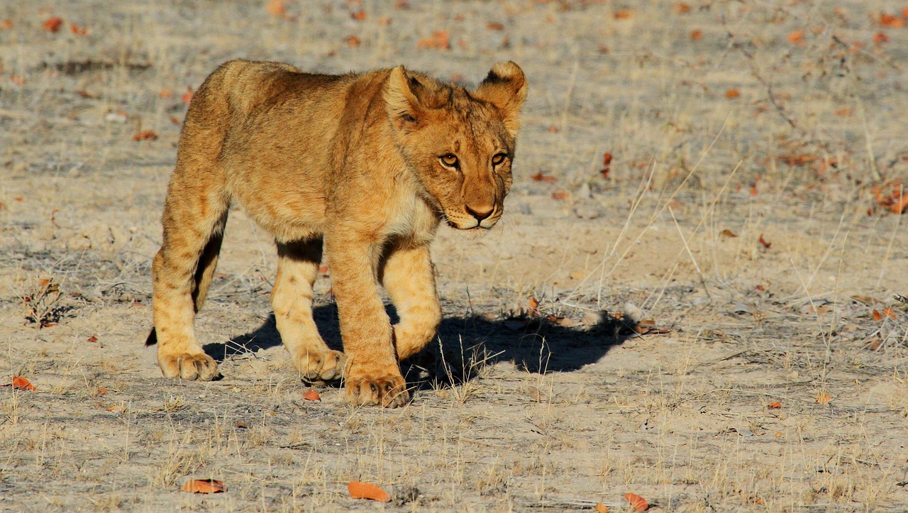 lion cub feline animal animal world wildlife wildlife photography wild animal wilderness nature etosha namibia africa safari lion cub