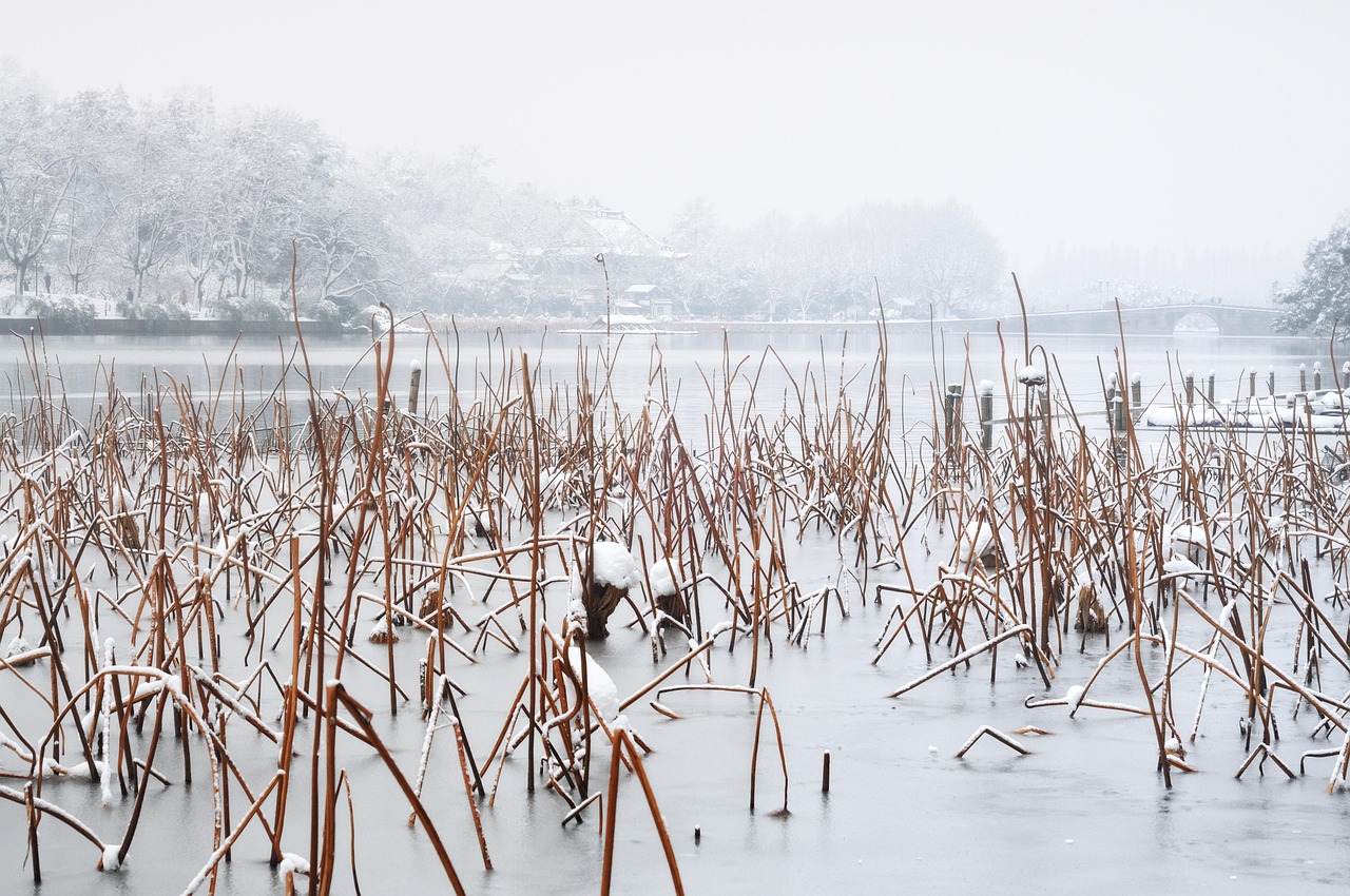 winter  lotus  west lake  hangzhou  residual lotus  residual charge  hangzhou  hangzhou  hangzhou  hangzhou  hangzhou