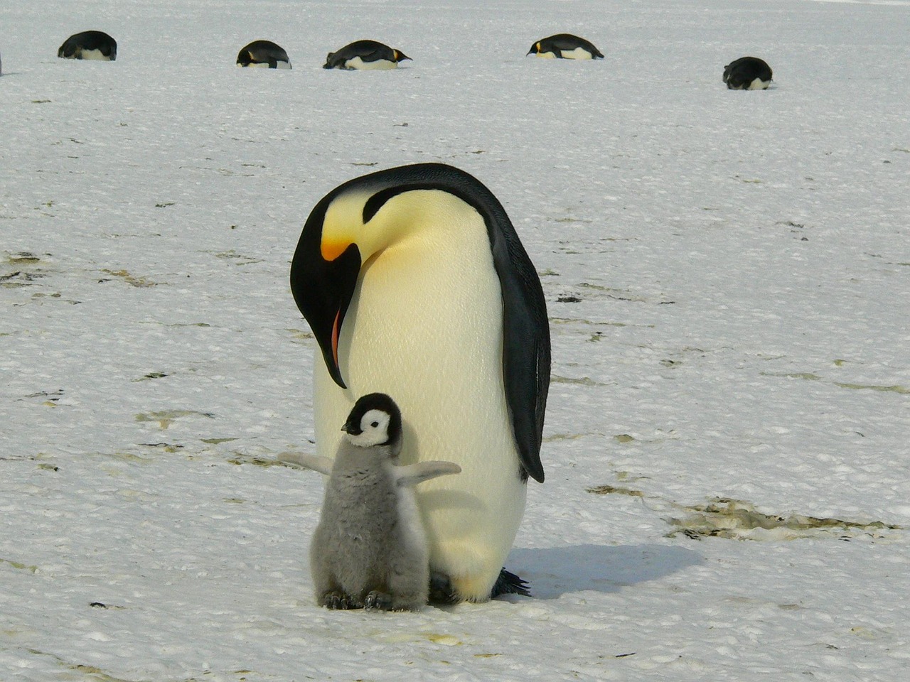 penguins emperor penguins baby mother antarctic birds flightless birds animal world wildlife photography animals ice antarctica cold wild natural