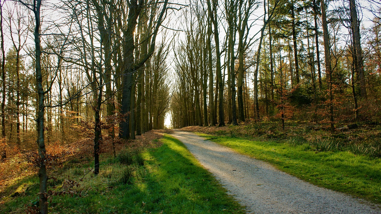 avenue  forest  trees  nature  sunlight  green  scenic  landscape  spring  grass  weather  area  outdoor